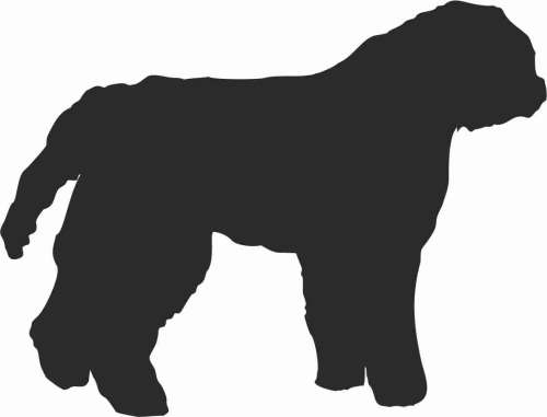 Bouvier flandryjski 95x72.jpg