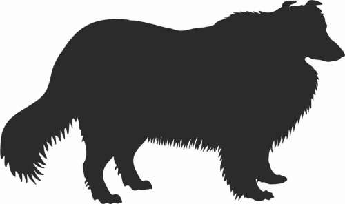  Collie - naklejka