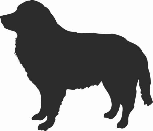 Kuvasz 95x80.jpg