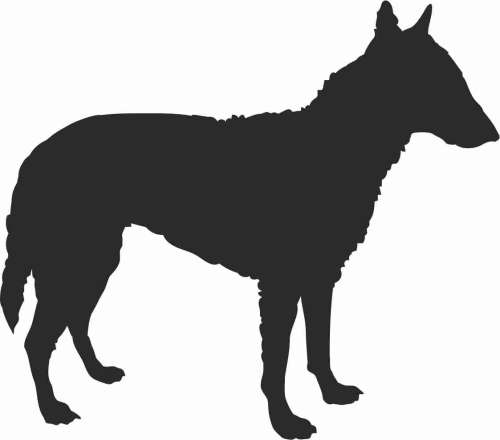 Owczarek Belgijski Laekenois - naklejka