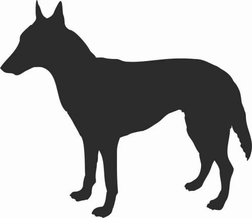 Owczarek Belgijski Malinos - naklejka