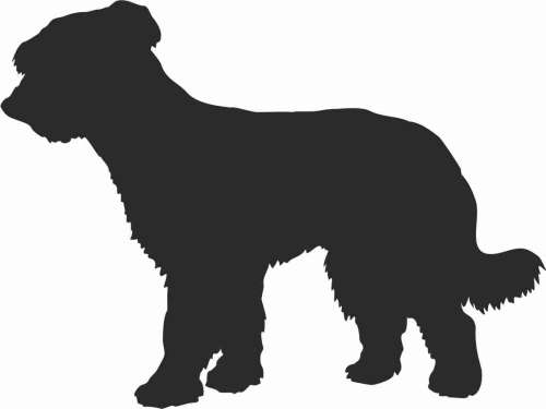 Owczarek Francuski Briard - naklejka