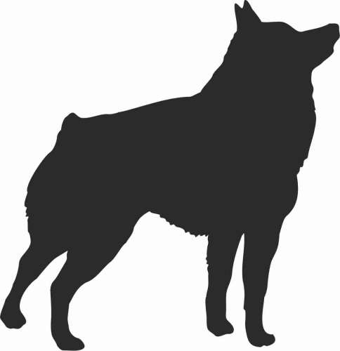 Schipperke  - naklejka