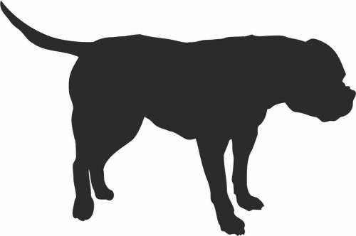 Buldog Amerykański - naklejka