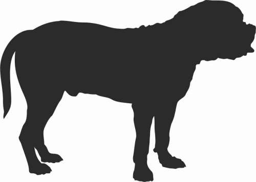 Bullmastiff - naklejka