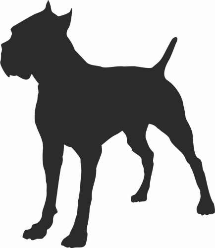Cane Corso - naklejka 