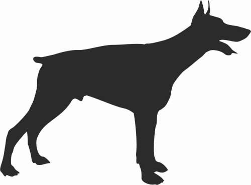 Doberman - naklejka