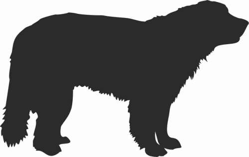 Leonberger - naklejka