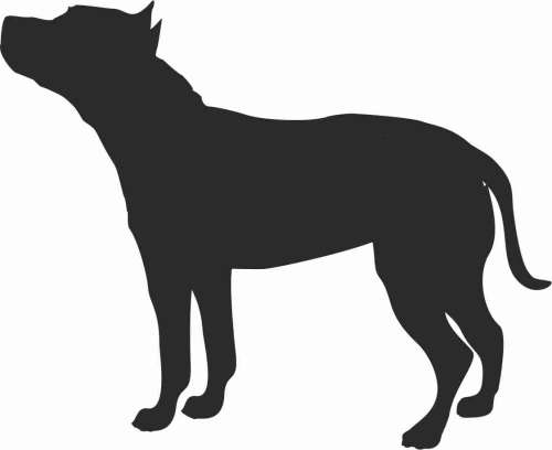 Amerykański Staffordshire Terrier - naklejka