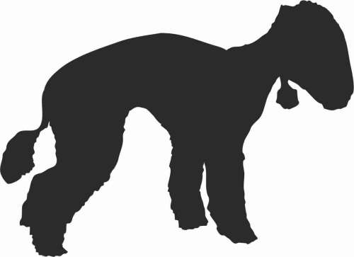 Bedlington Terier - naklejka