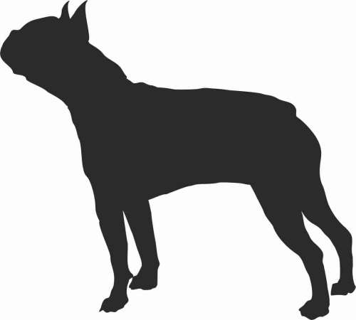 Boston Terier - naklejka