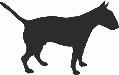 Bull Terier - naklejka