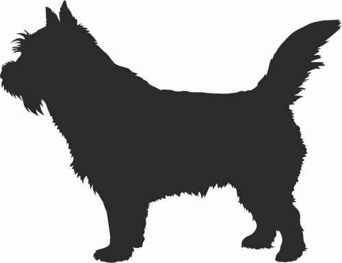 Norwich Terrier - naklejka