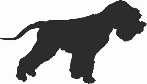 Terier Irlandzki - naklejka