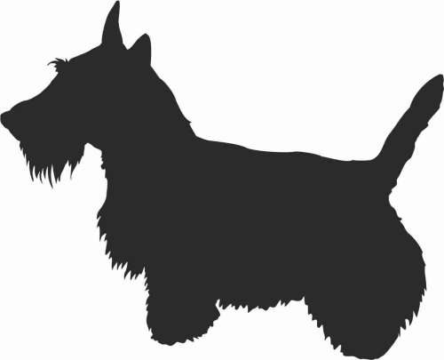 Terier Szkocki - naklejka