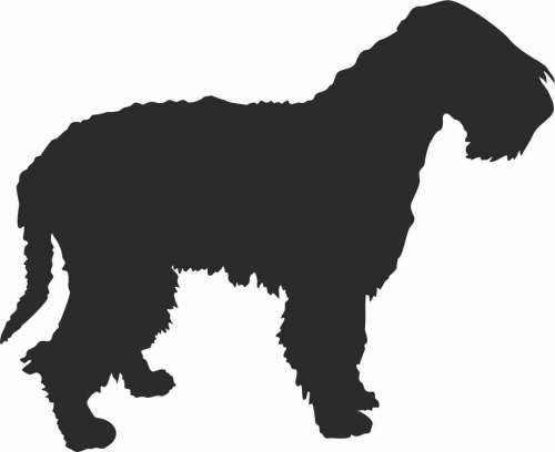 Wheaten Terrier - naklejka