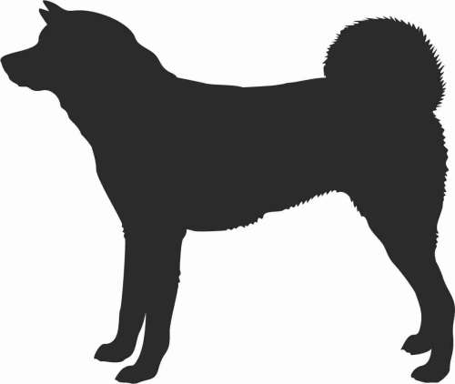 Akita Inu - naklejka