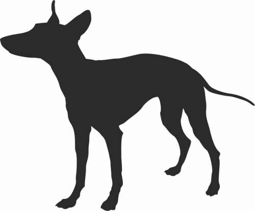 Cirneco dell'Etna - naklejka