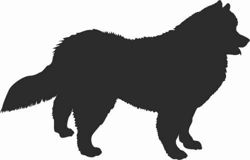 Samojed - naklejka