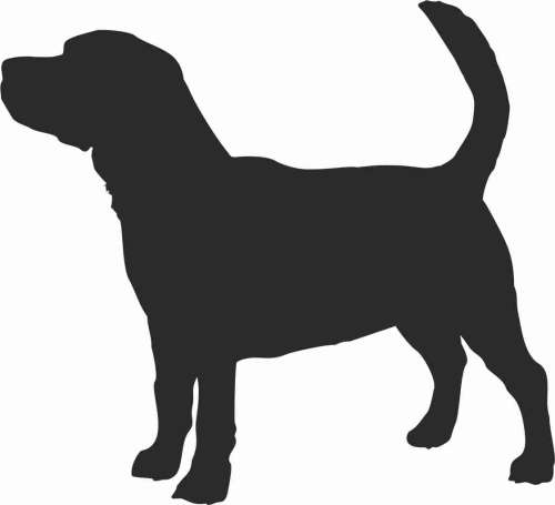 Beagle - naklejka