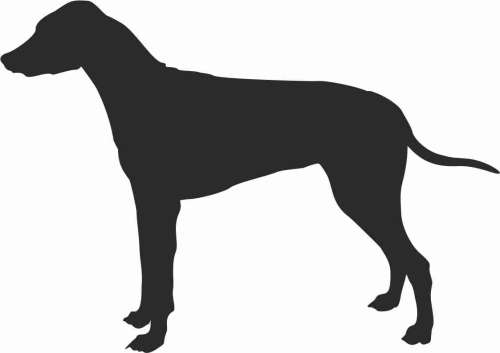 Rhodesian ridgeback 95x67.jpg