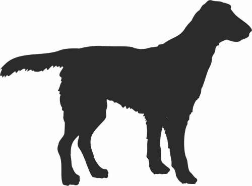 Flat Coated Retriever - naklejka