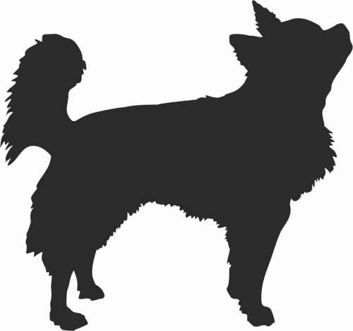 Chihuahua Długowłosa - naklejka