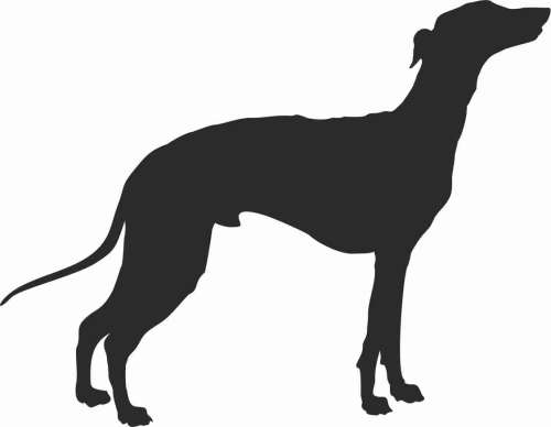 Greyhound - naklejka