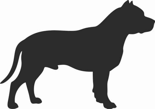 Pitbull 95x67.jpg