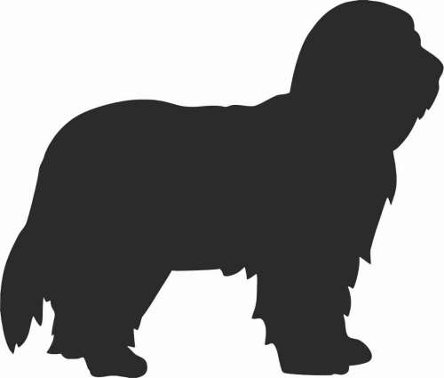 Bearded collie 95x80.jpg