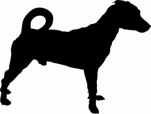 Jack Russell terrier - naklejka