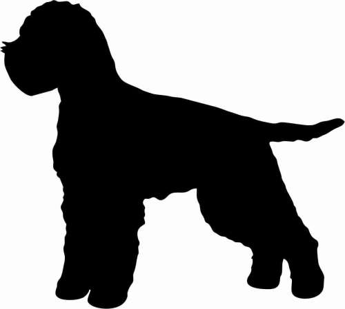 Lagotto.jpg