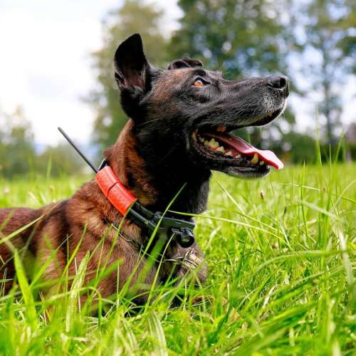 collar-for-another-dog-dog-gps-x25tb__mi001-2557.jpg