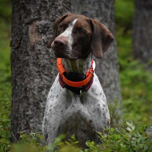 vyhledavaci-zarizeni-dog-gps-x20-orange__mi001-2291.jpg