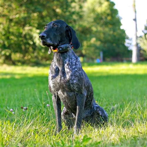 obojek_dog_gps_x30tb9_1.jpg