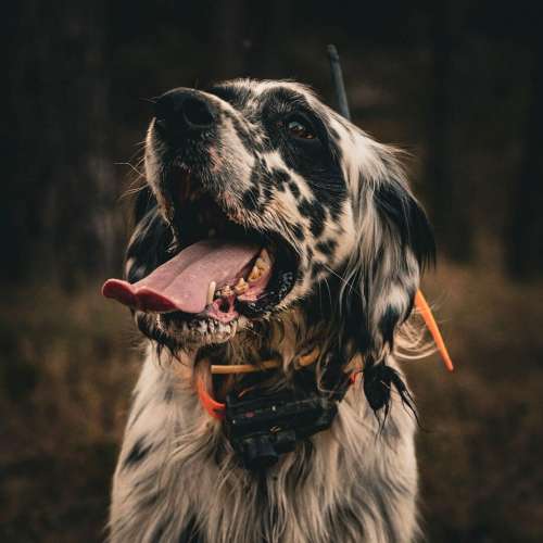 collar-for-another-dog-dog-gps-x25tb__mi001-2558.jpg