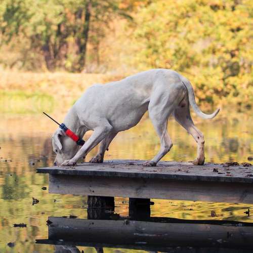 obojek-pro-dalsiho-psa-dog-gps-x25t__mi001-2551.jpg