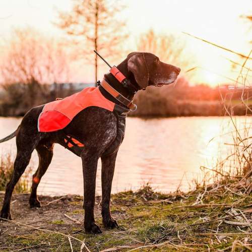 obojek-pro-dalsiho-psa-dog-gps-x25t__mi001-2552.jpg