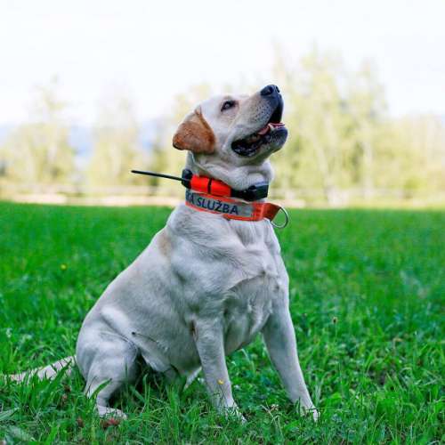 gps-collar-for-another-dog-dog-gps-x25__mi001-2535_3.jpg