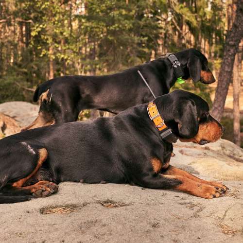 dog-gps-x20-17.jpg